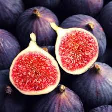 Bahçevilya Saksılı İncir Fidanı (Ficus carica) 1-2 Yaş arası  saksılı - Bahçevilya