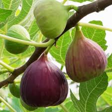 Bahçevilya Saksılı İncir Fidanı (Ficus carica) 1-2 Yaş arası  saksılı - Bahçevilya