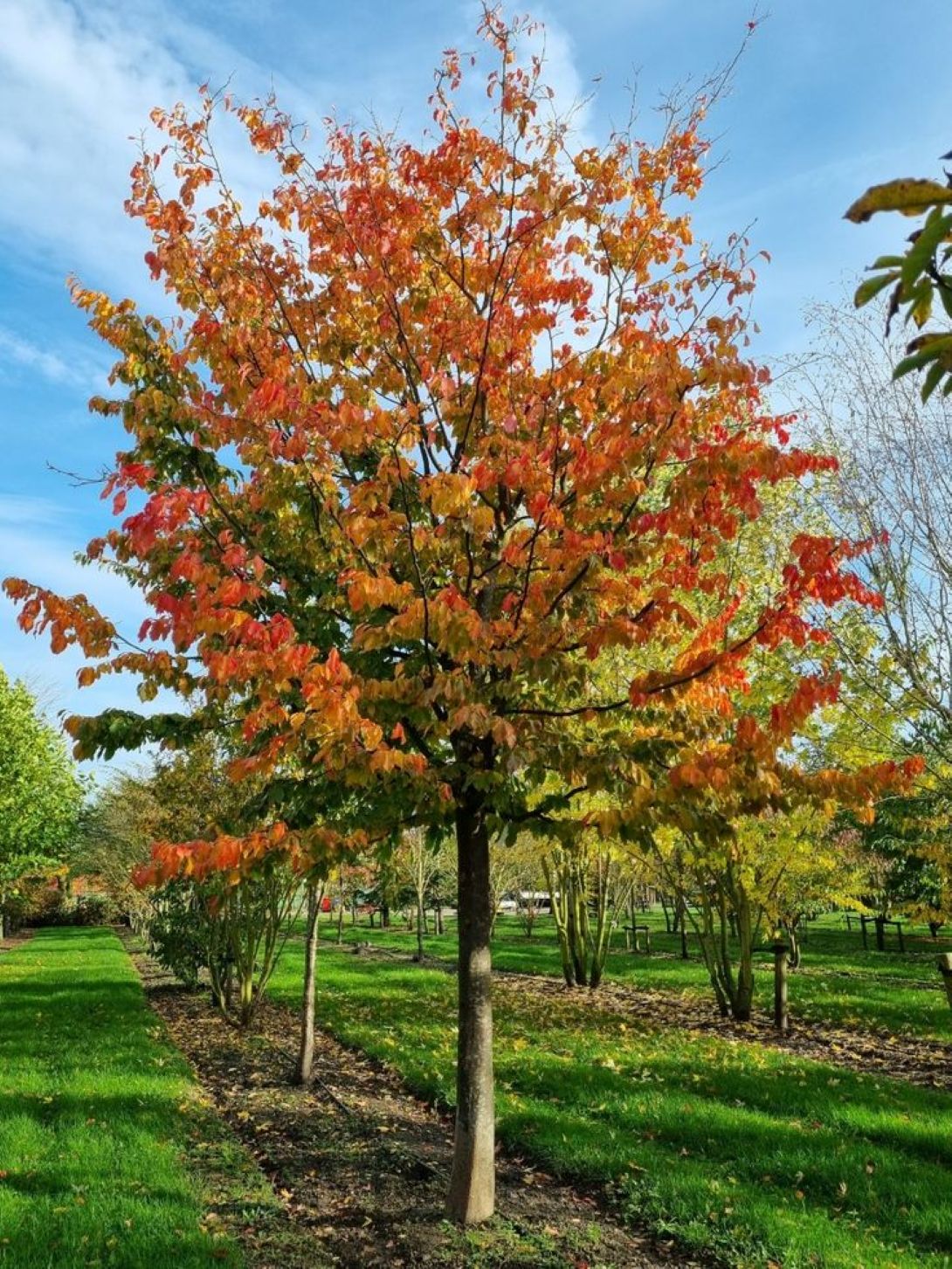 İran Demir Ağacı (Parrotia persica)