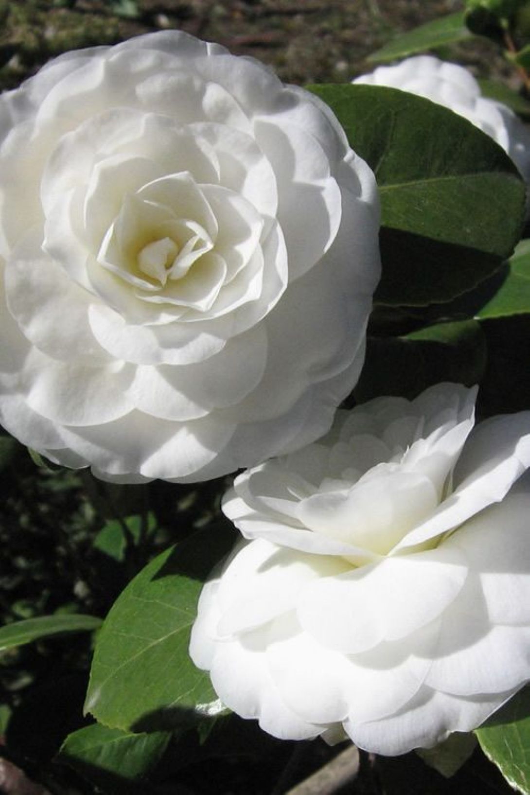 Camellia japonica Beyaz Kamelya Fidanı 60-100 cm 2-3 yaş arası
