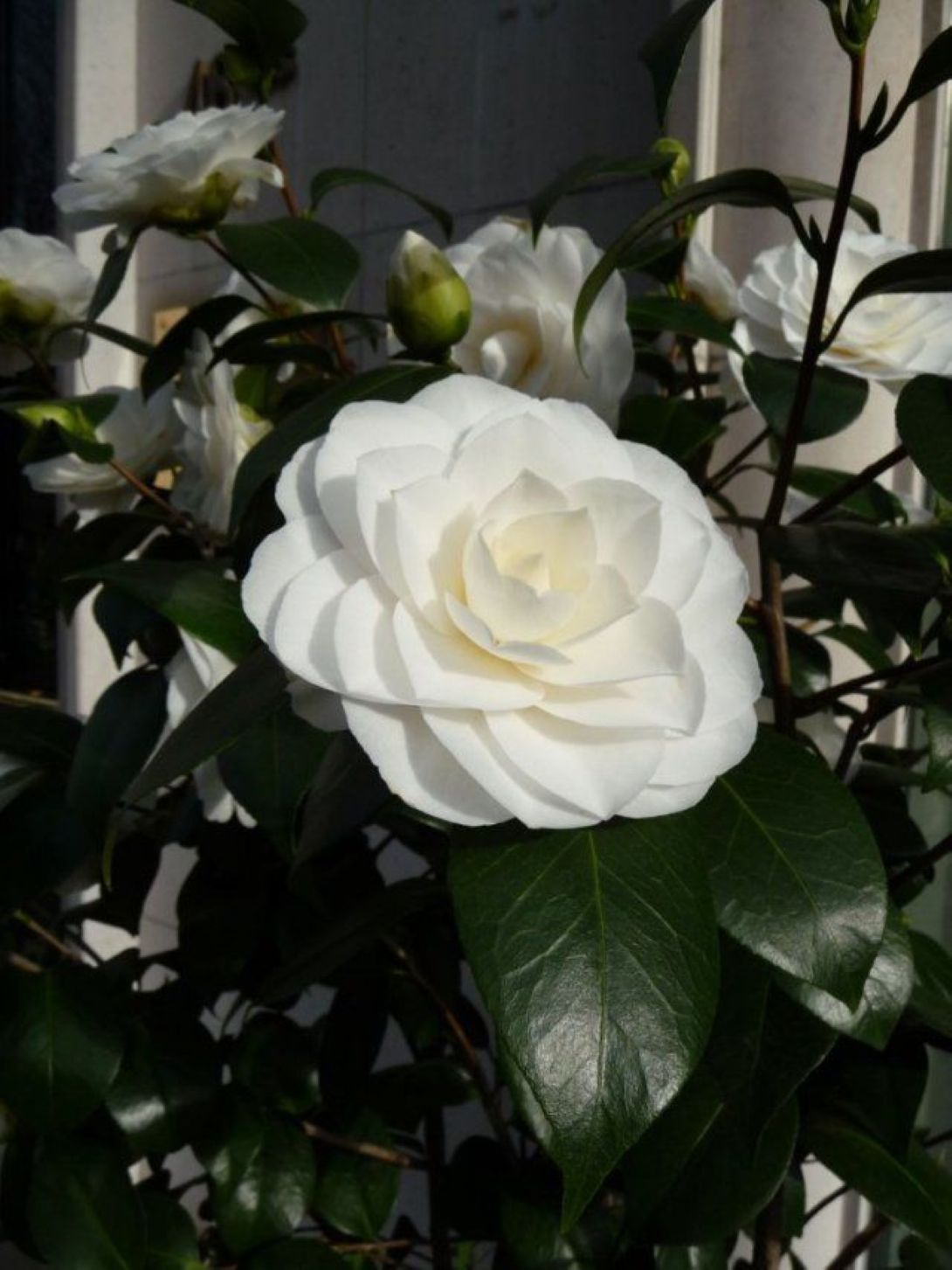 Camellia japonica Beyaz Kamelya Fidanı 60-100 cm 2-3 yaş arası