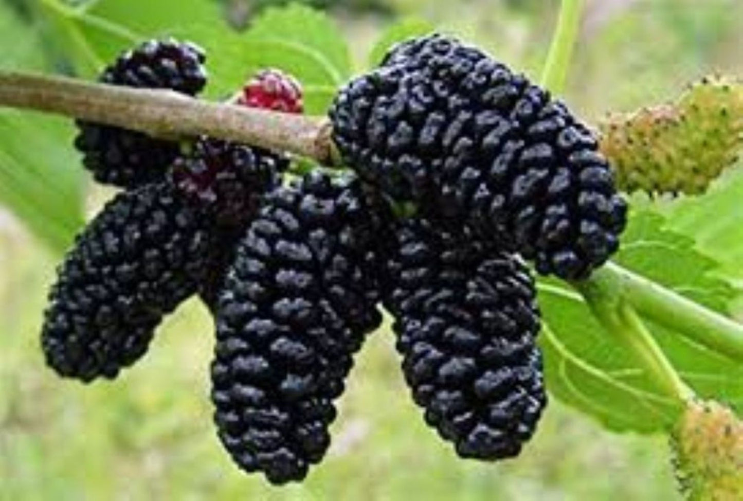 Siyah Dut Avusturalya Cins 60-100 cm 1-2 yaş arası
