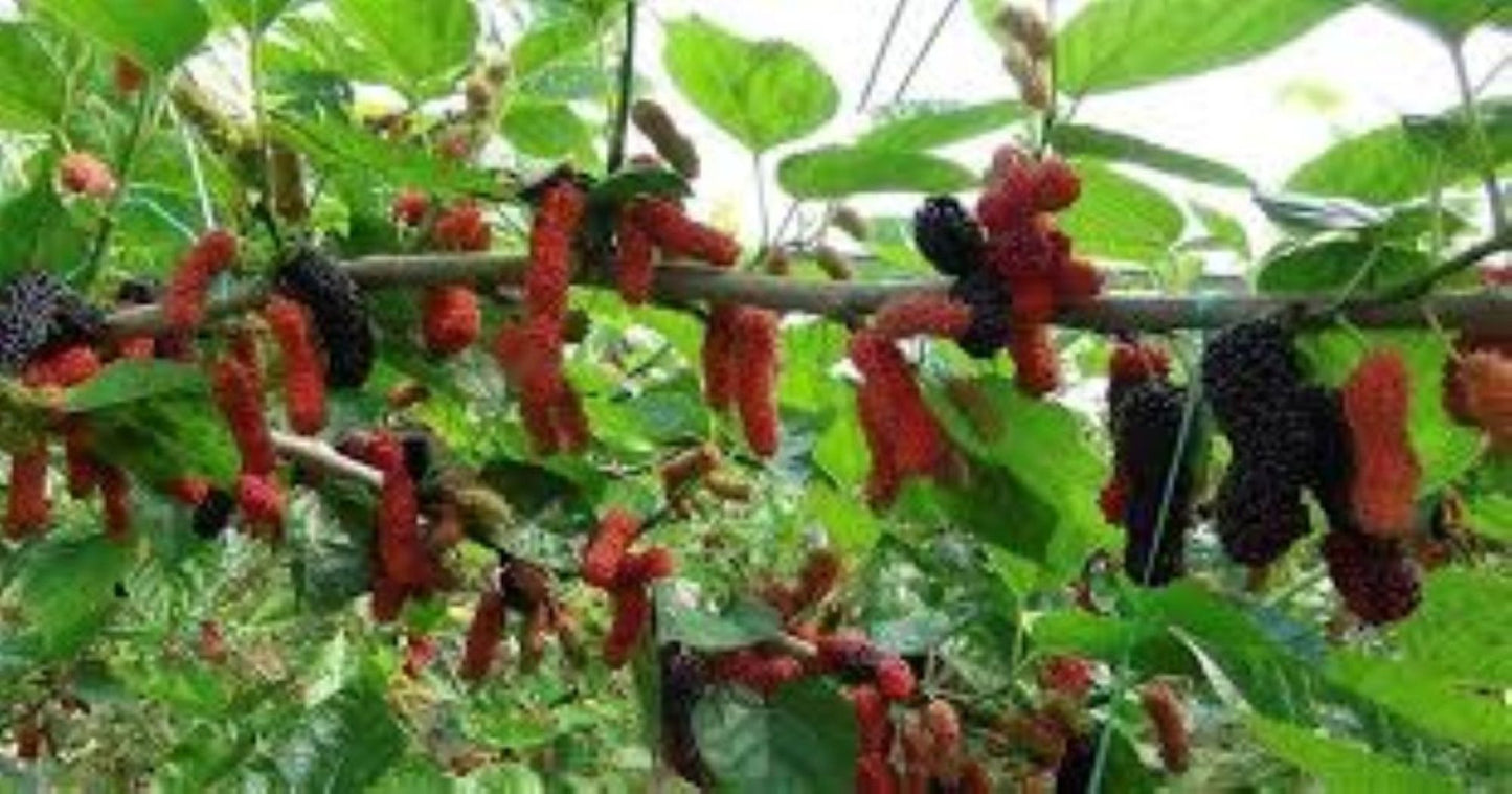 Siyah Dut Avusturalya Cins 60-100 cm 1-2 yaş arası