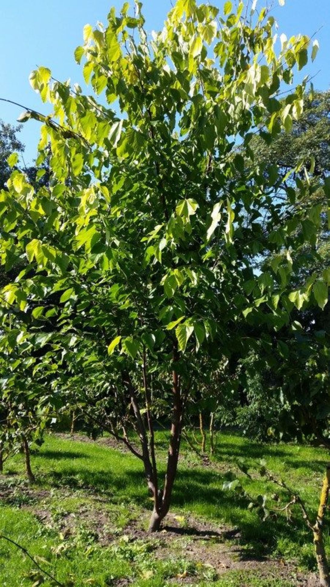 Siyah Dut Avusturalya Cins 60-100 cm 1-2 yaş arası