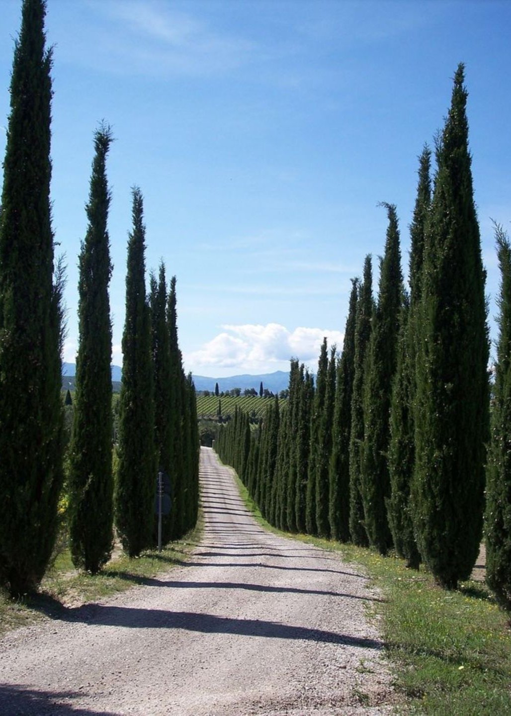 Bahçevilya 10 Adet Kara selvi Fidanı (Cupressus sempervirens) tüplü 1-2 yaş arası - Bahçevilya
