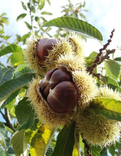 Bahçevilya 1 Adet"kestane Ağacı Fidanı (CASTANEA SATİVA) - Meyve Veren Peyzaj Ağacı" 1-2 Yaş arası Tüplü - Bahçevilya