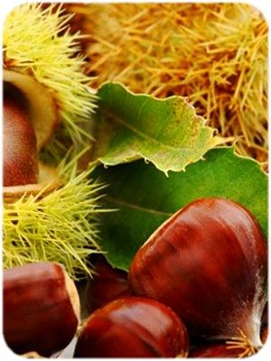 Bahçevilya 1 Adet"kestane Ağacı Fidanı (CASTANEA SATİVA) - Meyve Veren Peyzaj Ağacı" 1-2 Yaş arası Tüplü - Bahçevilya