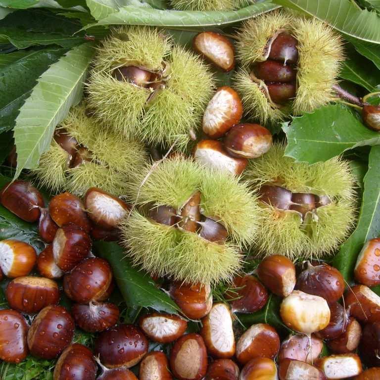 Bahçevilya 1 Adet"kestane Ağacı Fidanı (CASTANEA SATİVA) - Meyve Veren Peyzaj Ağacı" 1-2 Yaş arası Tüplü - Bahçevilya