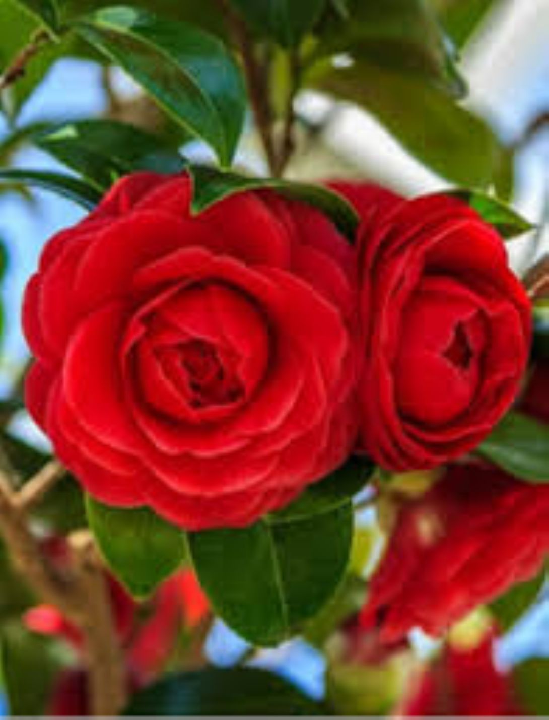 Camellia japonica Kırmızı Kamelya Fidanı 60-100 cm 2-3 yaş arası