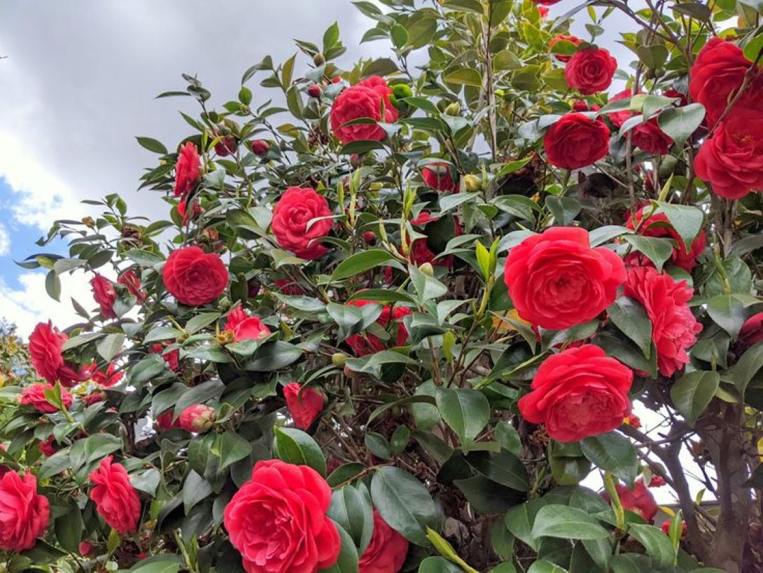 Camellia japonica Kırmızı Kamelya Fidanı 60-100 cm 2-3 yaş arası