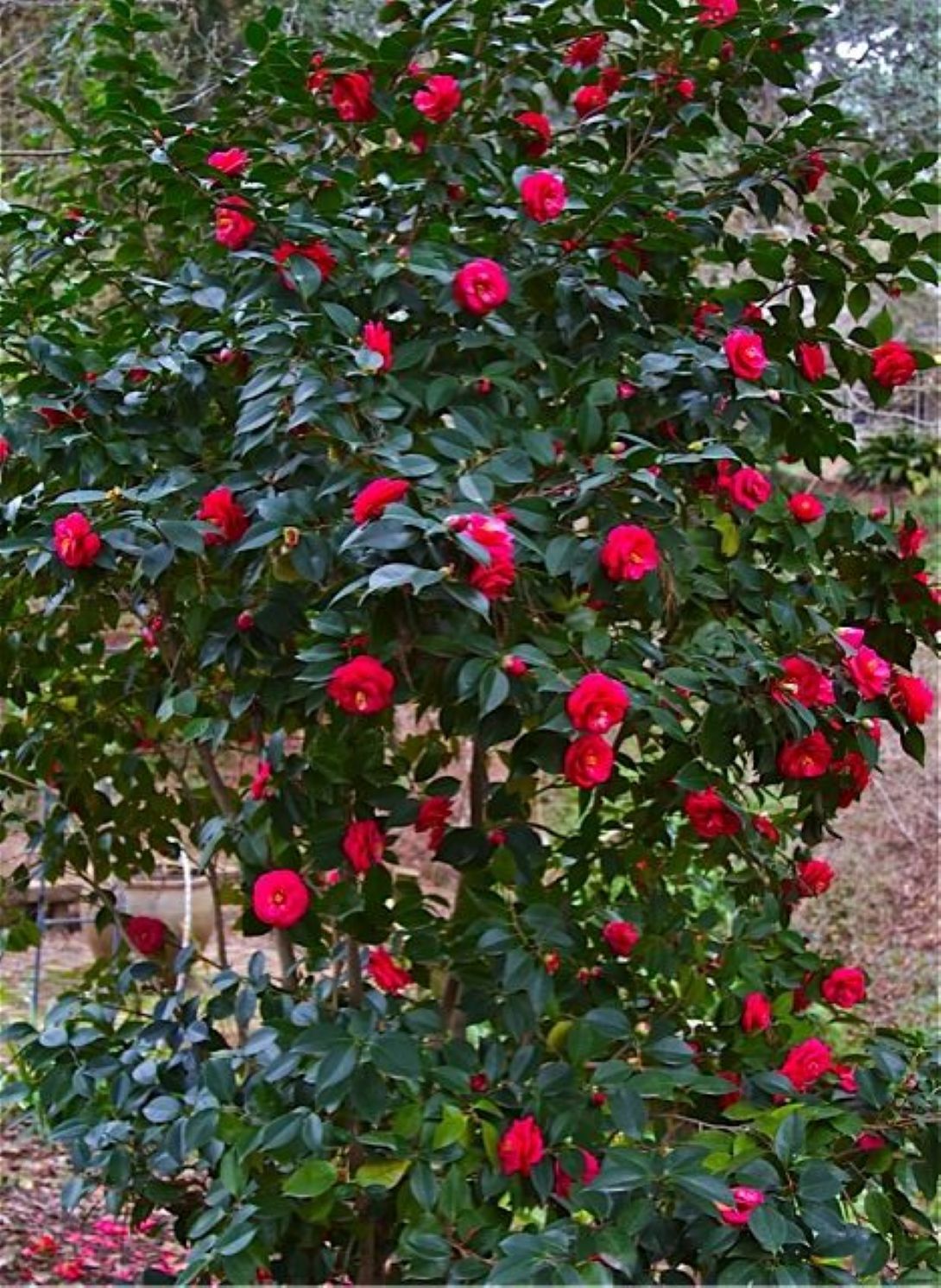 Camellia japonica Kırmızı Kamelya Fidanı 60-100 cm 2-3 yaş arası