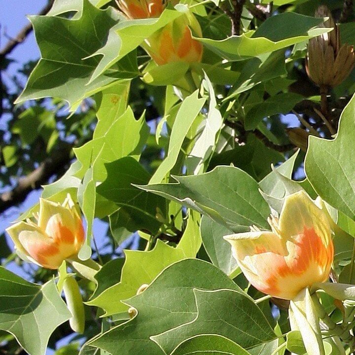 Bahçevilya Lale Ağacı Fidanı | Liriodendron tulipifera 1-2 yaş arası saksılı - Bahçevilya