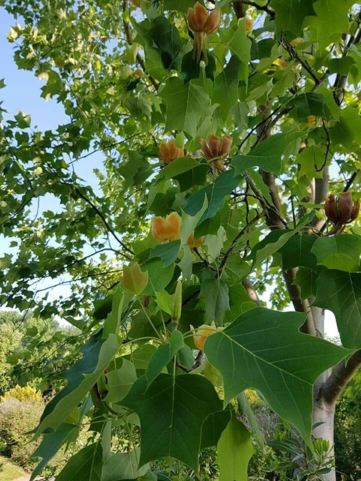 Bahçevilya Lale Ağacı Fidanı | Liriodendron tulipifera 1-2 yaş arası saksılı - Bahçevilya