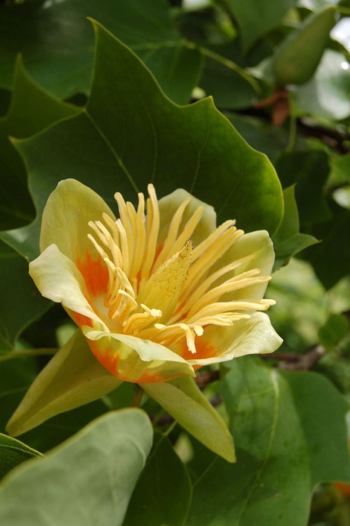 Bahçevilya Lale Ağacı Fidanı | Liriodendron tulipifera 1-2 yaş arası saksılı - Bahçevilya