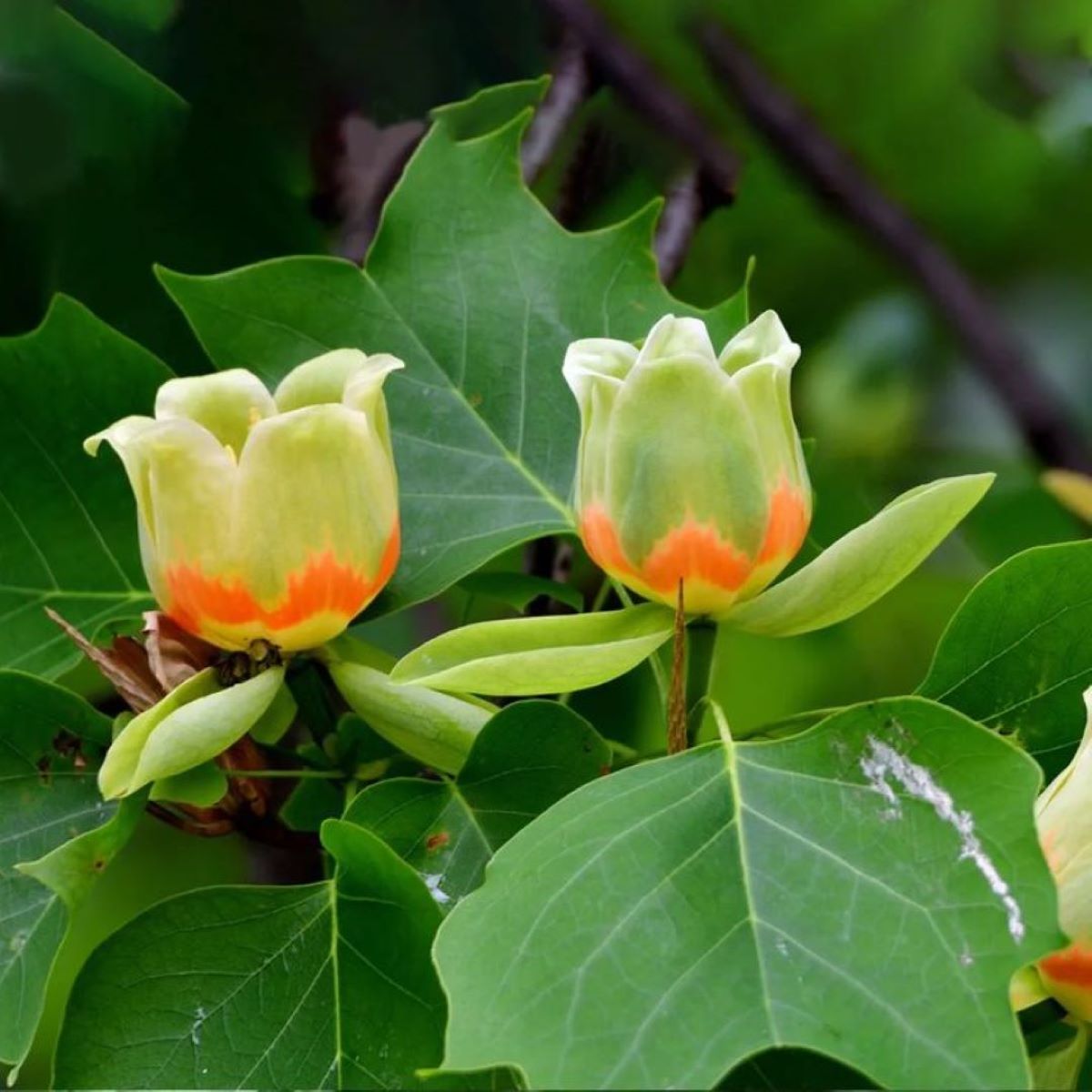 Bahçevilya Lale Ağacı Fidanı | Liriodendron tulipifera 1-2 yaş arası saksılı - Bahçevilya