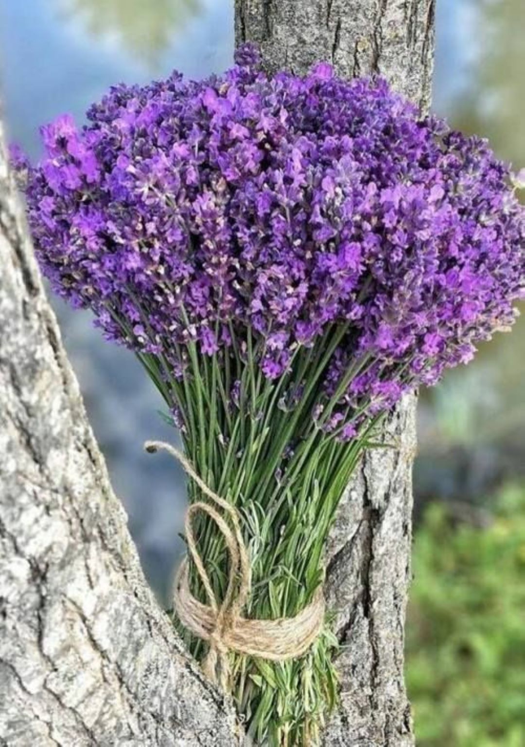 Bahçevilya Lavandula angustifolia Lavanta Fidanı 1-2 yaş arası 20-30 cm boy - Bahçevilya