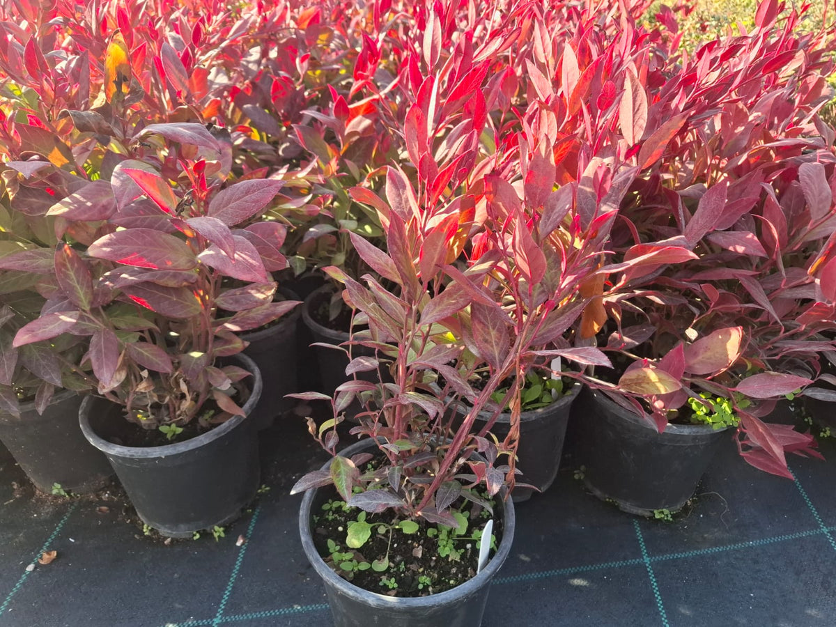 Leucothoe axillaris zeblid kırmızı yapraklı 1-2yaş arası saksılı - Bahçevilya