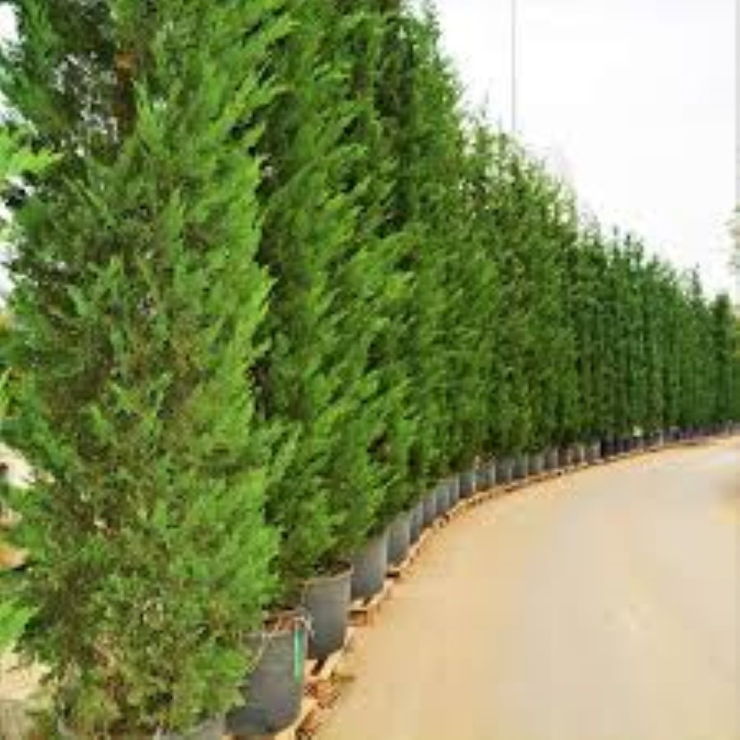 Bahçevilya Tüplü Yeşil Leylandi Fidanı 60-80 cm 2 yaşında tüplü saksılı - Bahçevilya