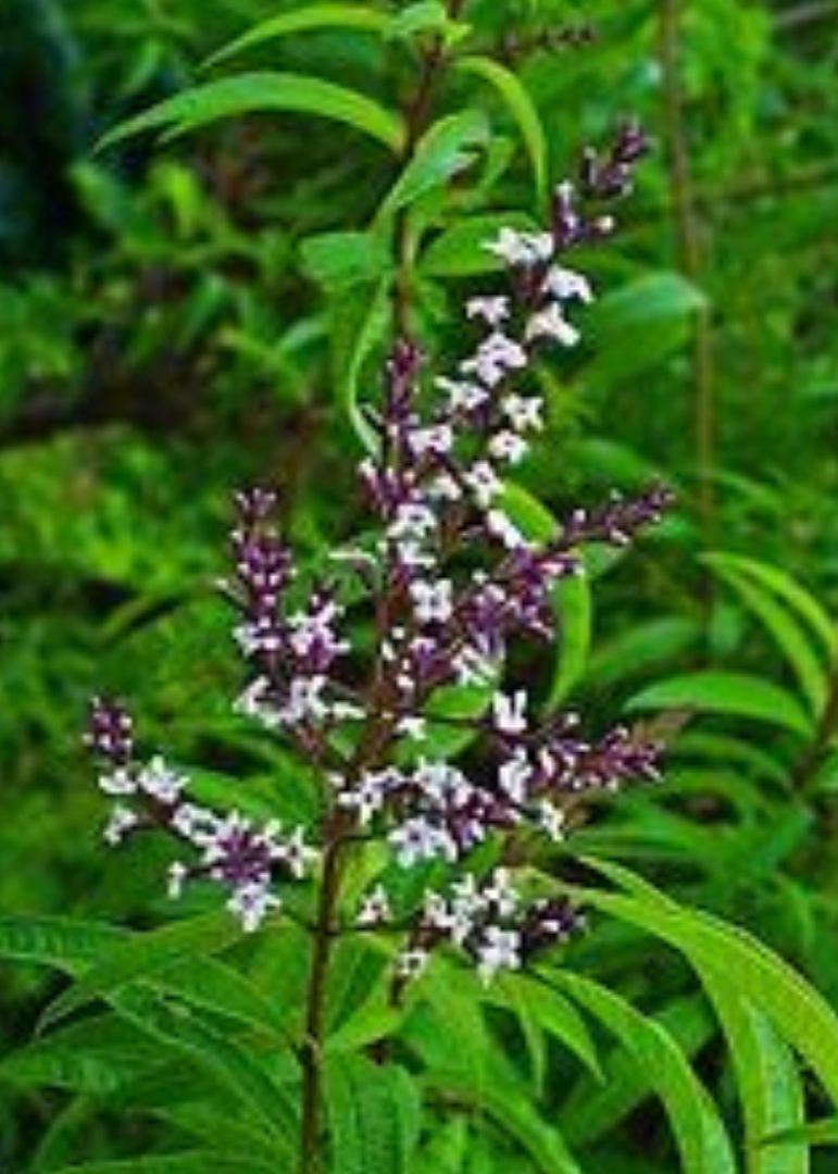 Bahçevilya Limon melisa fidanı - Evinize Tazelik ve Lezzet Katın! - Bahçevilya