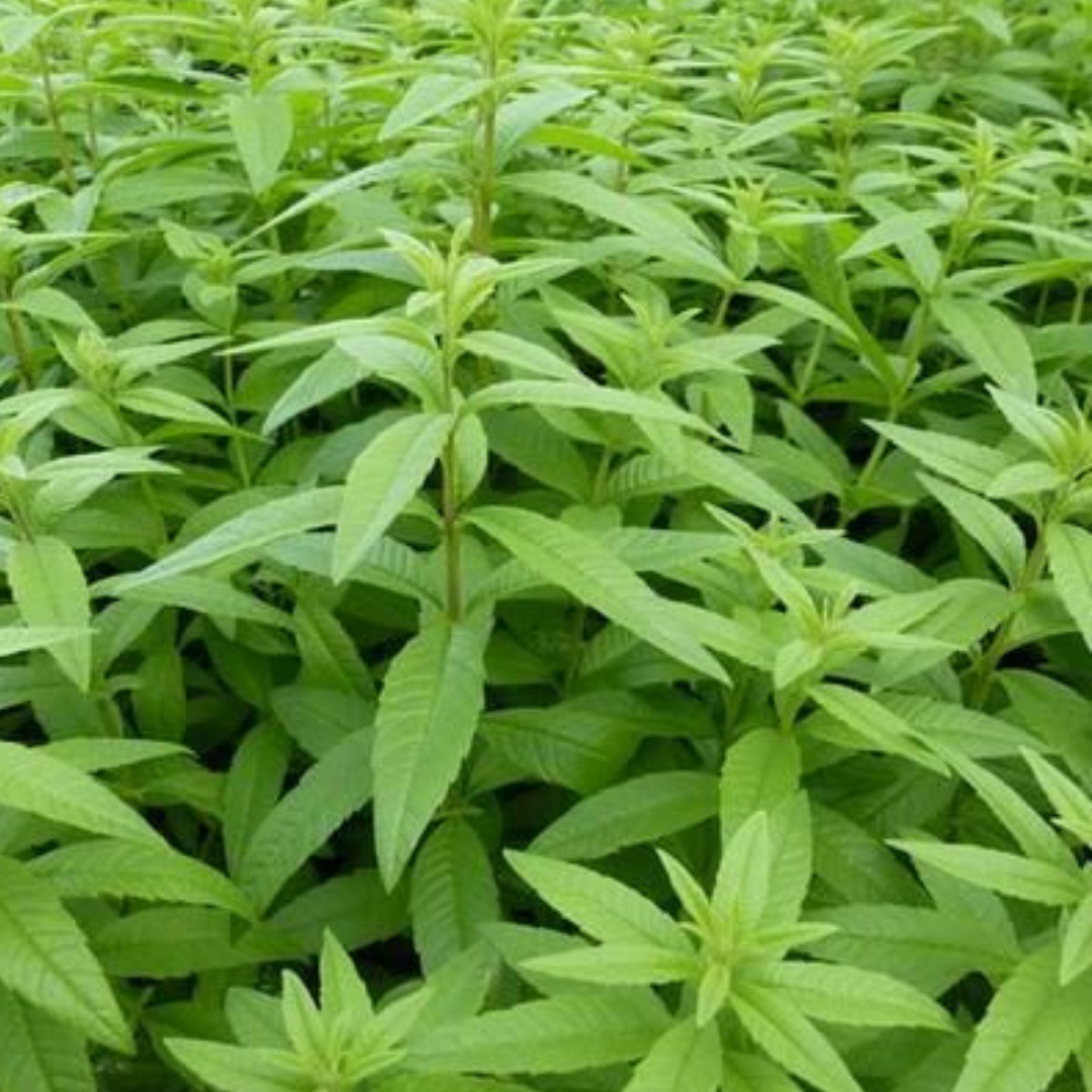 Bahçevilya Limon melisa fidanı - Evinize Tazelik ve Lezzet Katın! - Bahçevilya