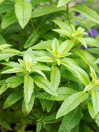 Bahçevilya Limon Melisa Aloysia Triphylla 1-2 yaş arası