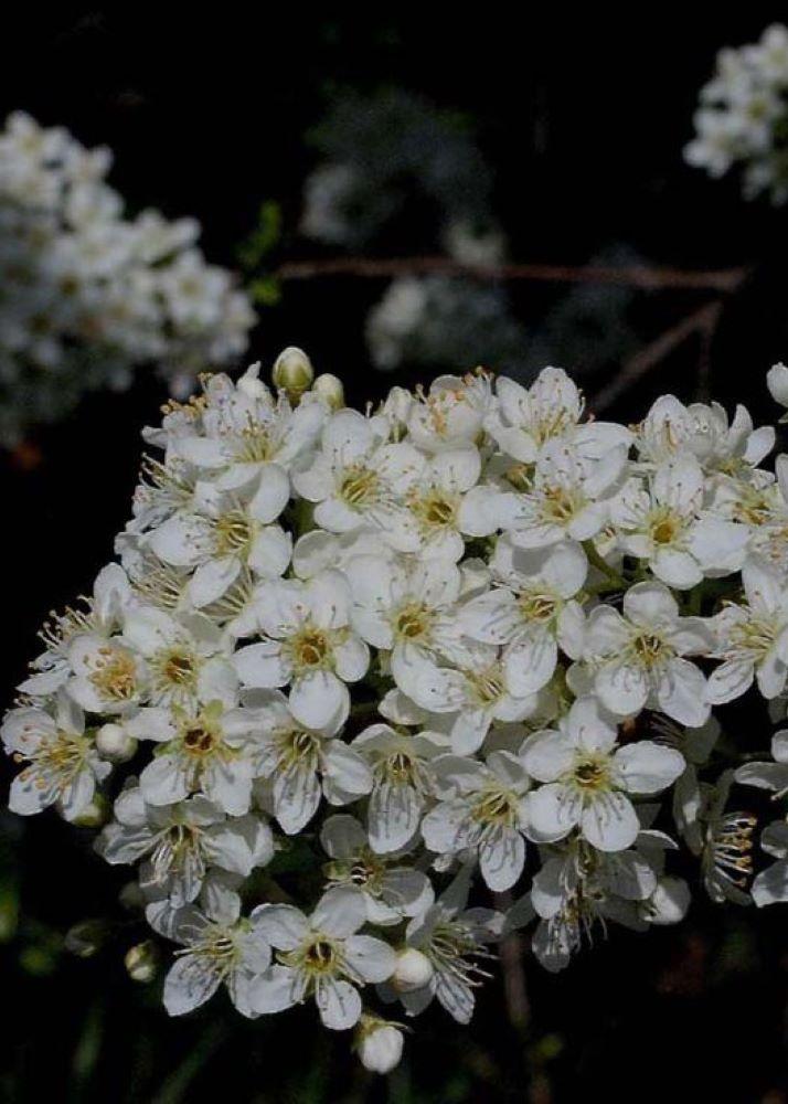 Bahçevilya Mahlep Fidanı - Tüplü 1-2 yaş arası tüplü - Bahçevilya