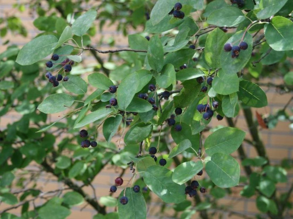 Bahçevilya Mahlep Fidanı - Tüplü 1-2 yaş arası tüplü - Bahçevilya