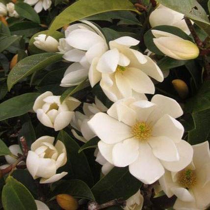 Bahçevilya Saksılı Manolya Çiçeği Fidanı Boy 20-30 Cm 1-2 yaş arası - Bahçevilya