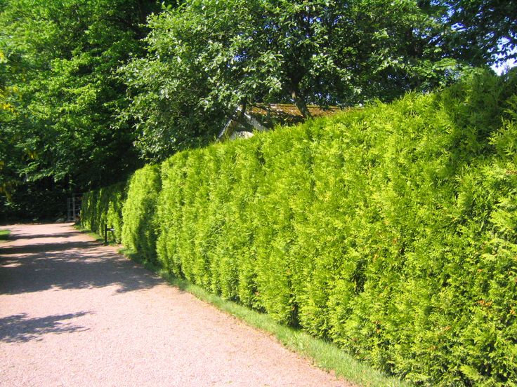 Bahçevilya Thuja (Çit Mazı) Fidanı 20-40 cm Boylarda 1-2 yaş arası tüplü - Bahçevilya