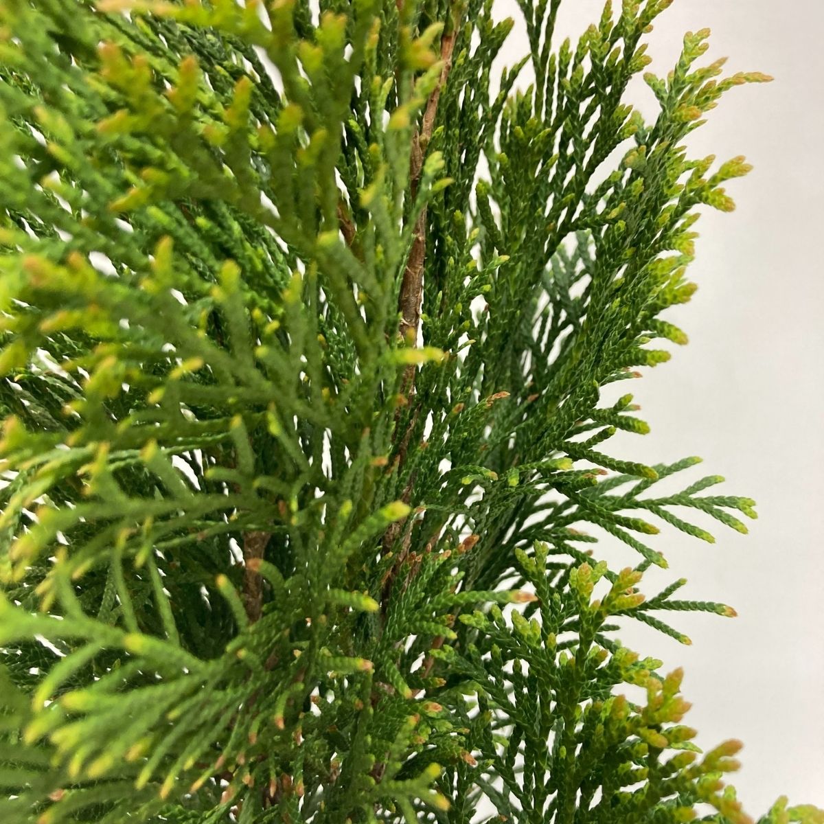 Bahçevilya Thuja (Çit Mazı) Fidanı 20-40 cm Boylarda 1-2 yaş arası tüplü - Bahçevilya