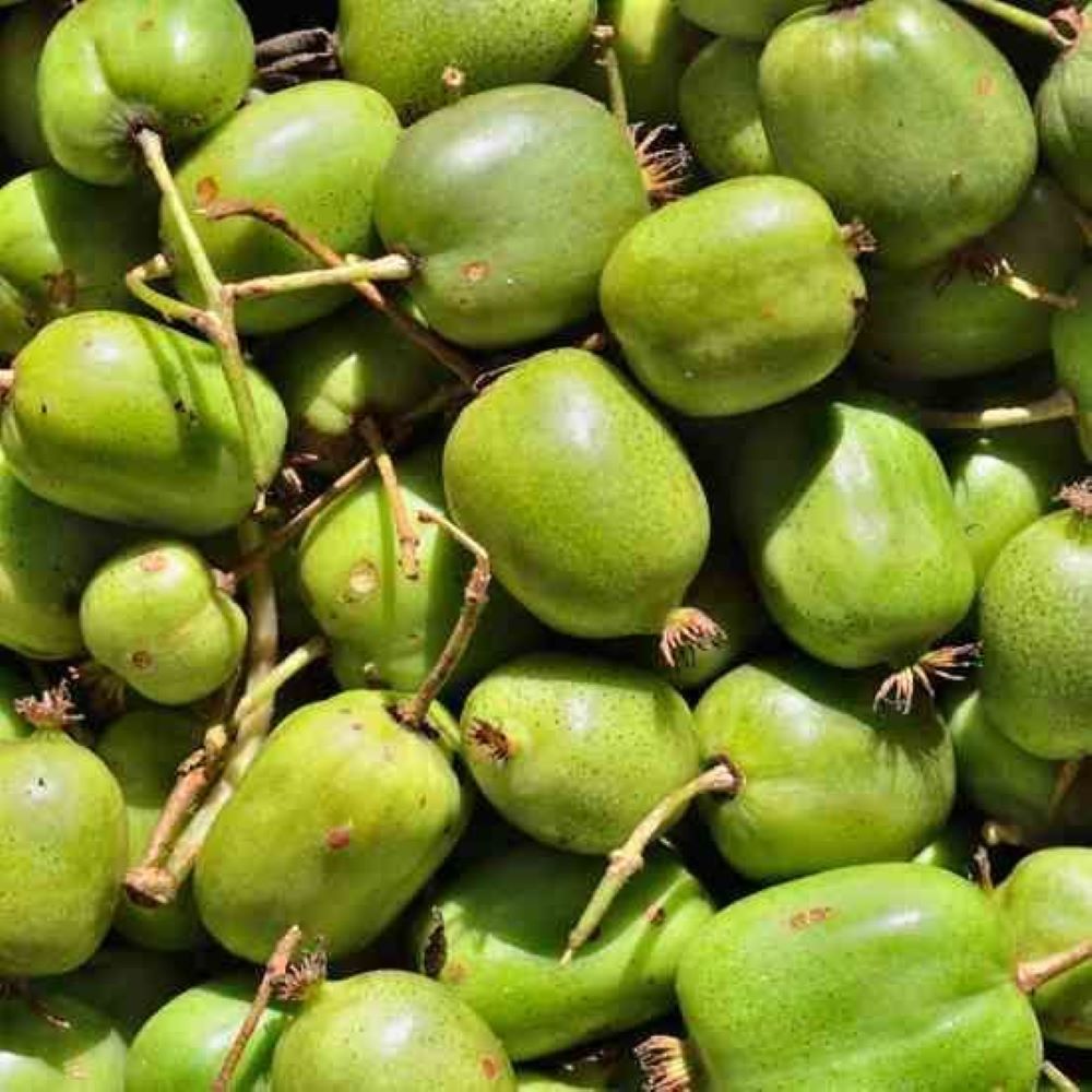 Bahçevilya Mini Kivi Fidanı 1-2yaş arası saksılı - Bahçevilya
