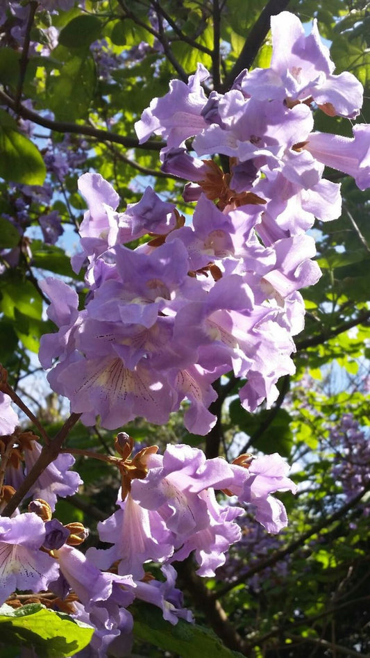 Paulownia  Çin Kavağı Fidanı - Bahçenize Hızla Büyüyen Yeşil Dokunuş 2 yaş saksılı - Bahçevilya