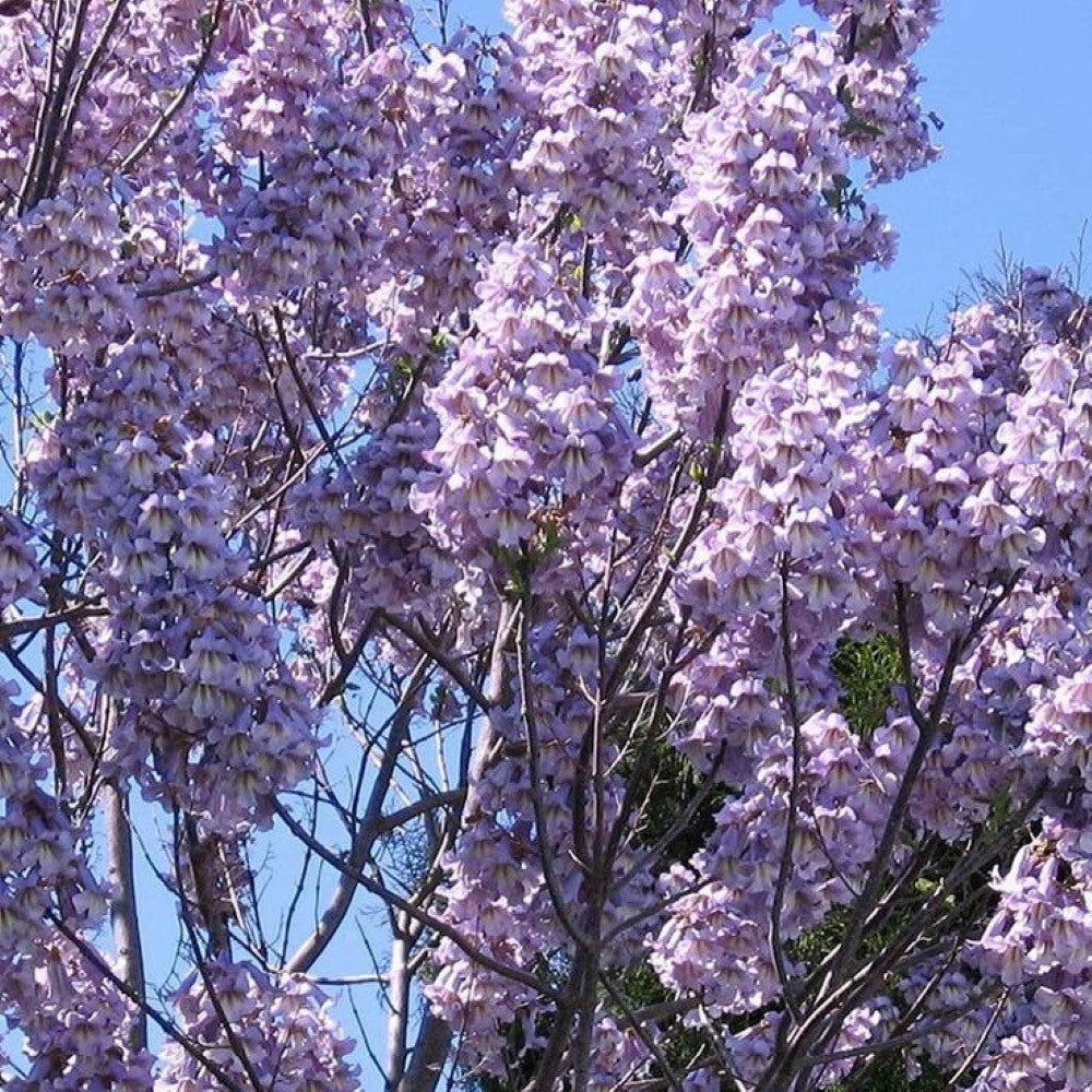 Bahçevilya 1-2 Yaş arası Tüplü Paulownia (Çin Kavağı) Fidanı - 20-40 cm Hızlı Büyüyen Dayanıklı Fidan - Bahçevilya