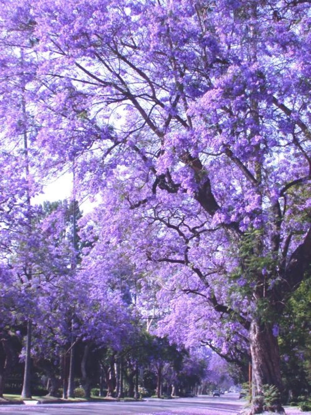 Bahçevilya 1-2 Yaş arası Tüplü Paulownia (Çin Kavağı) Fidanı - 20-40 cm Hızlı Büyüyen Dayanıklı Fidan - Bahçevilya