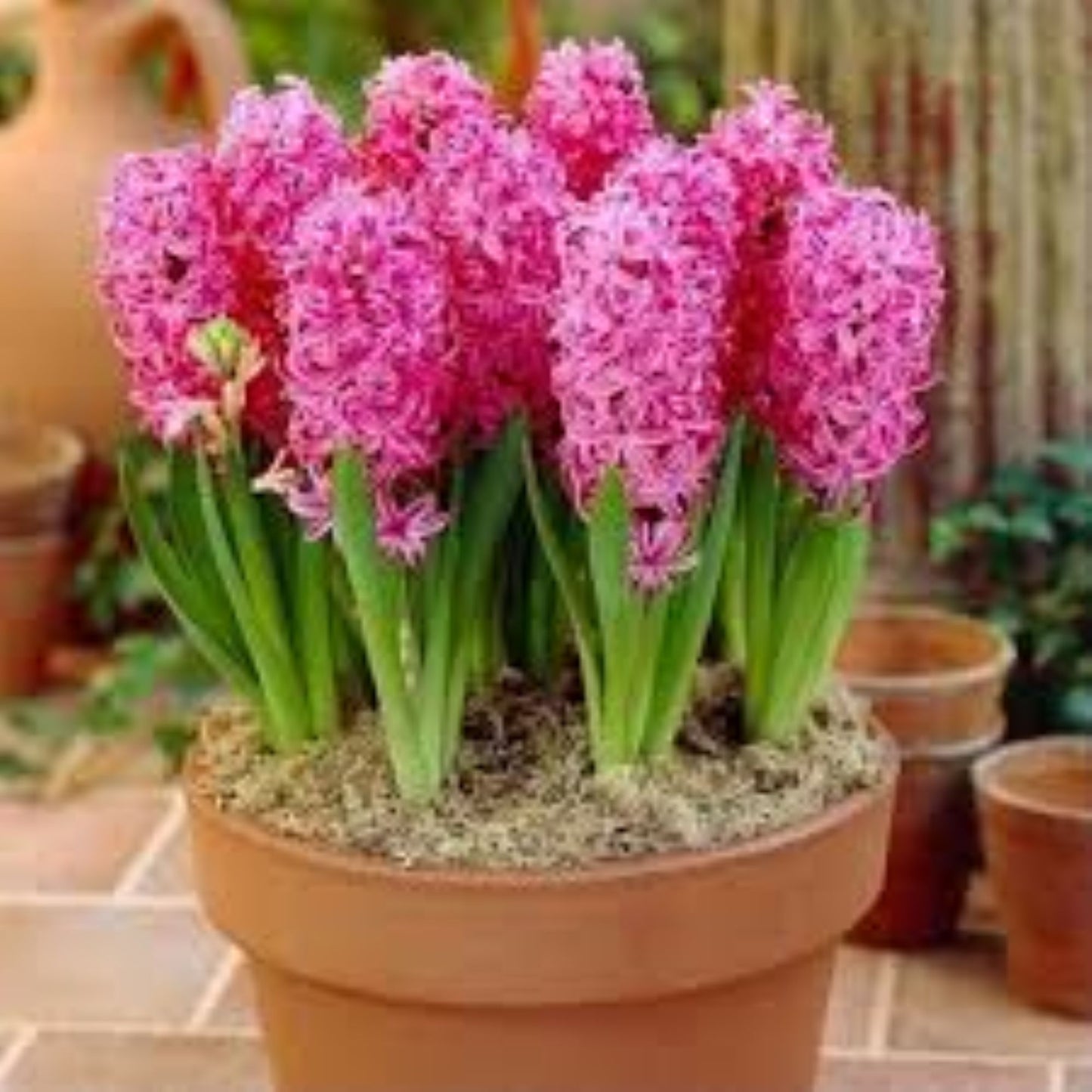 Bahçevilya Pink Pearl Pembe Sümbül Soğanı – 5 Adet