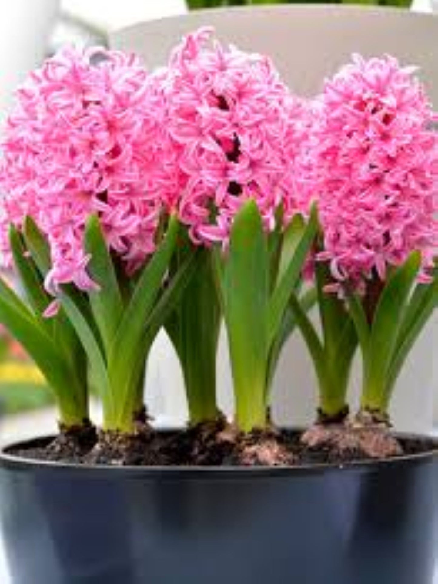 Bahçevilya Pink Pearl Pembe Sümbül Soğanı – 5 Adet