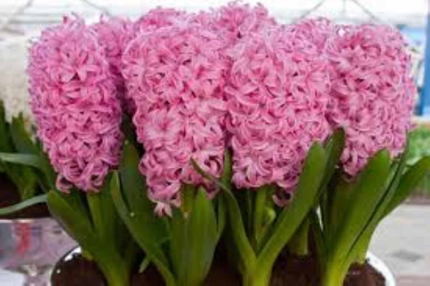 Bahçevilya Pink Pearl Pembe Sümbül Soğanı – 5 Adet
