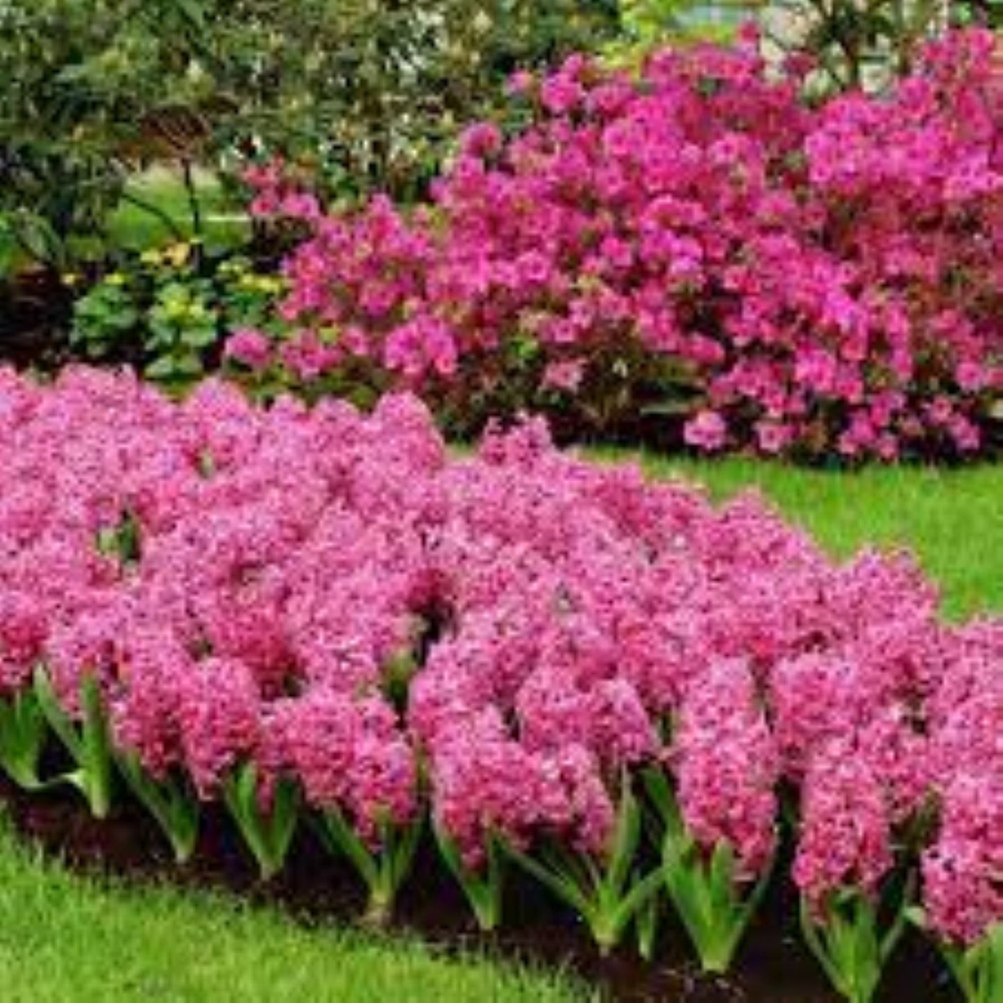 Bahçevilya Pink Pearl Pembe Sümbül Soğanı – 5 Adet