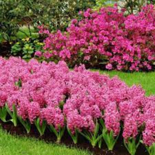 Bahçevilya Pink Pearl Pembe Sümbül Soğanı – 5 Adet