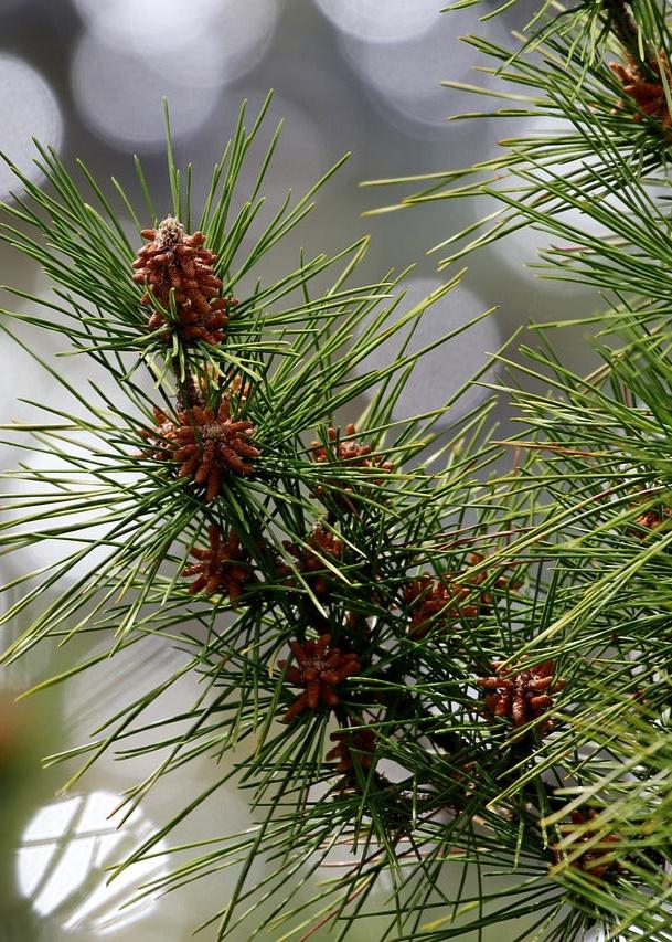 Bahçevilya Kızıl çam fidanı 80 - 100 cm boy ( 2 Adet ) 1-2 yaş arası tüplü - Bahçevilya