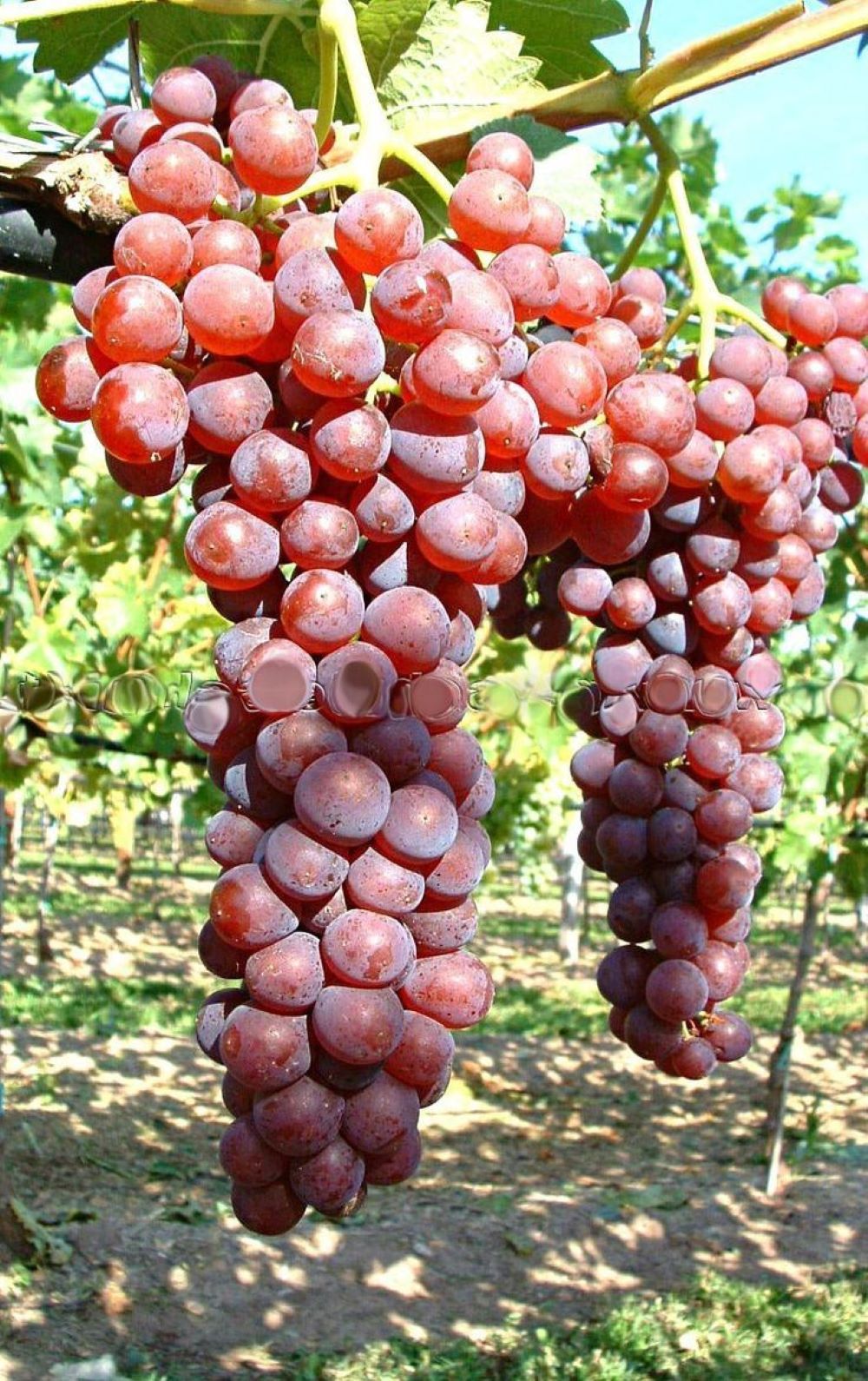 Bahçevilya Pembemsi Kırmızı Üzüm Fidanı "Red Globe" 1-2 Yaş Arası Tüplü - Bahçevilya