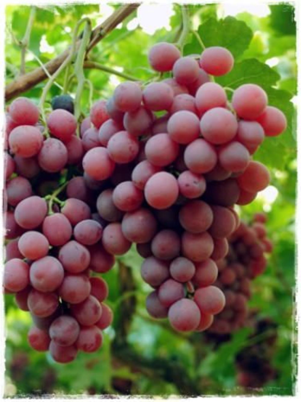 Bahçevilya Pembemsi Kırmızı Üzüm Fidanı "Red Globe" 1-2 Yaş Arası Tüplü - Bahçevilya