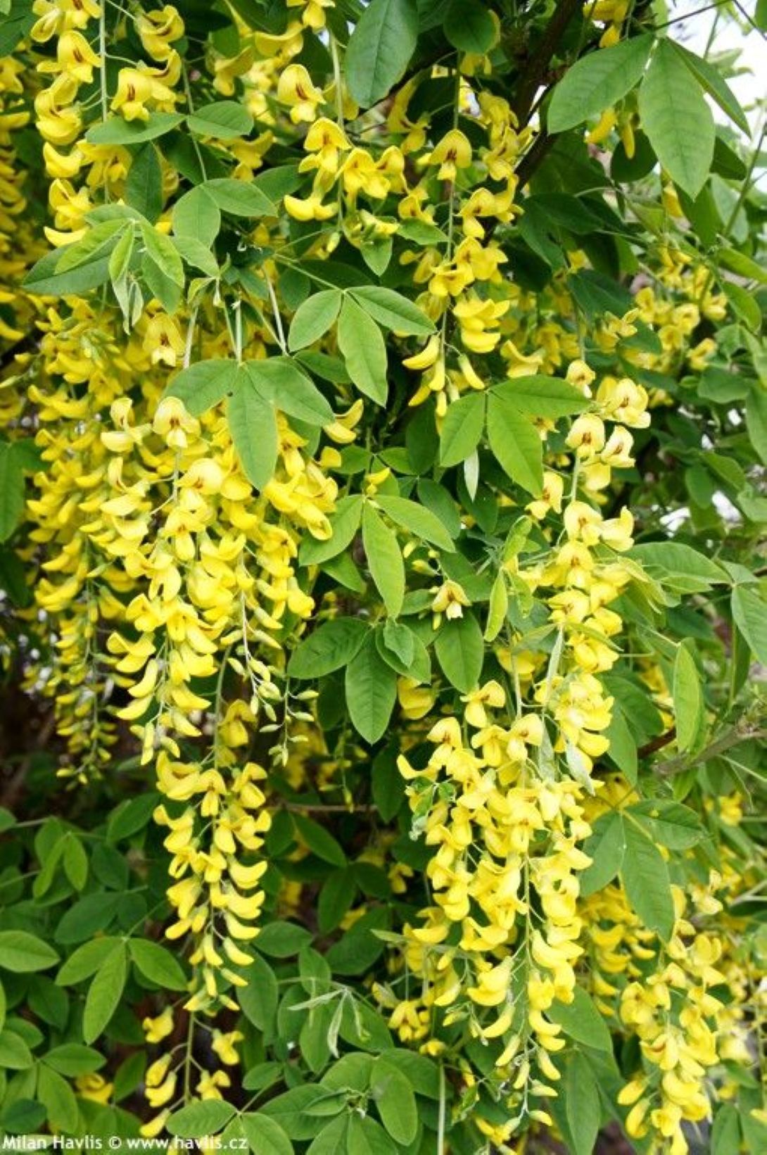 Sarı Salkım Fidanı (Laburnum anagyroides) 1-2 yaş
