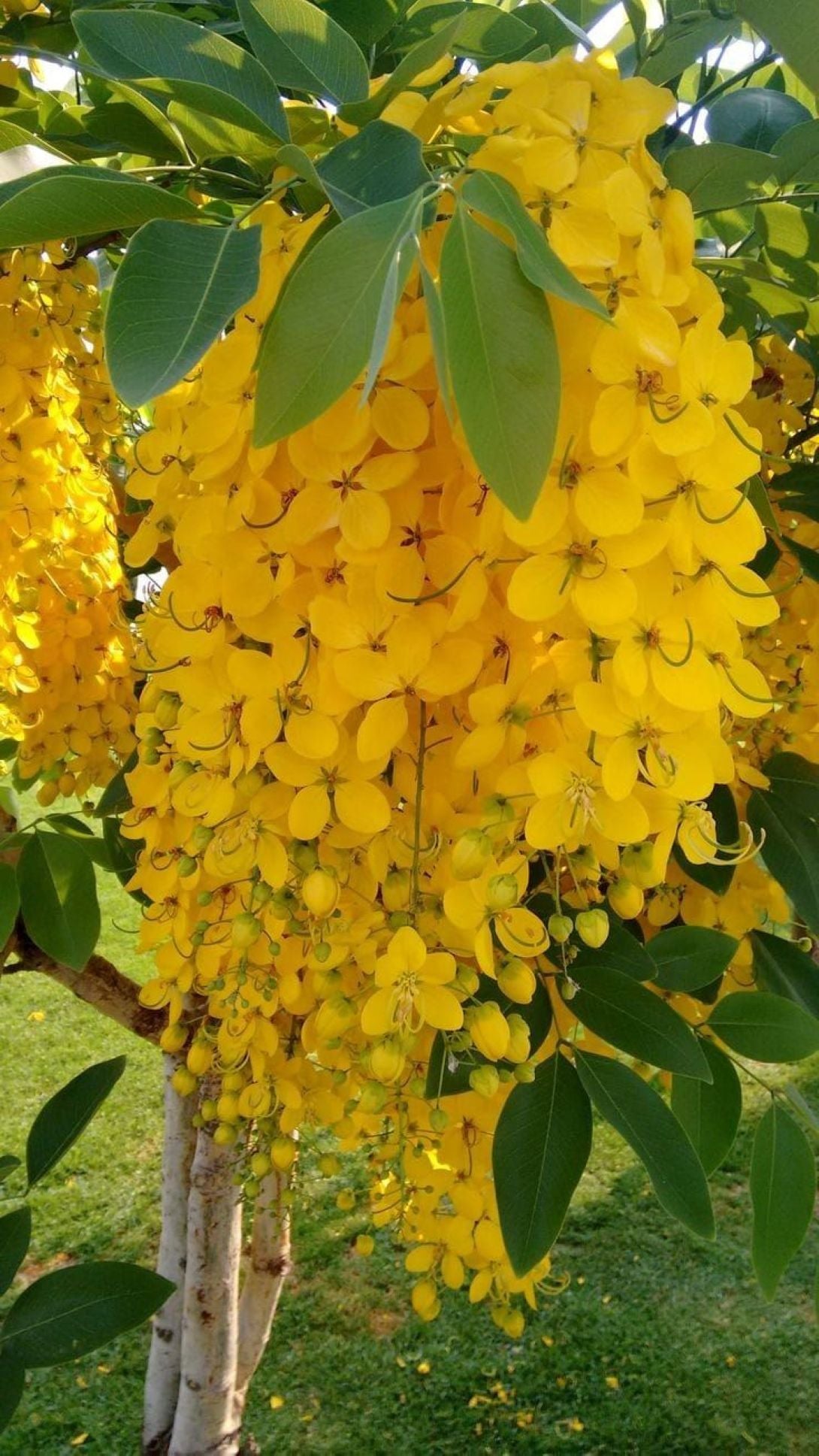 Sarı Salkım Fidanı (Laburnum anagyroides) 1-2 yaş