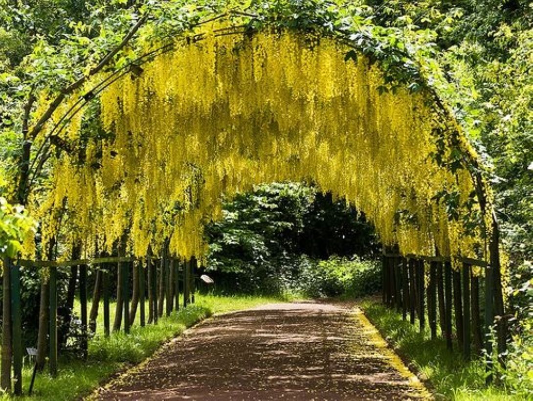 Sarı Salkım Fidanı (Laburnum anagyroides) 1-2 yaş