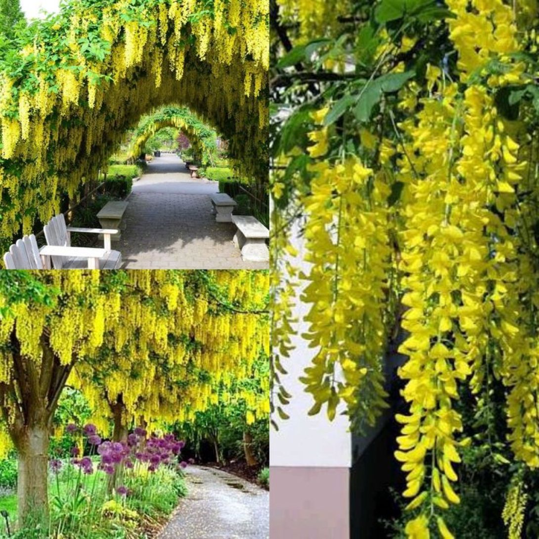 Sarı Salkım Fidanı (Laburnum anagyroides) 1-2 yaş