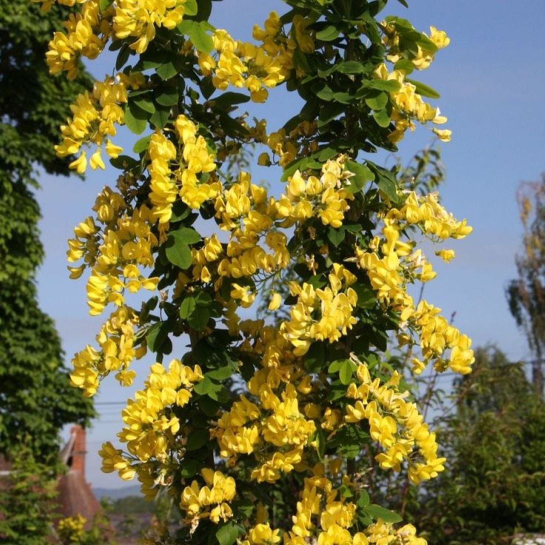 Sarı Salkım Fidanı (Laburnum anagyroides) 1 - 2 yaş - Bahçevilya