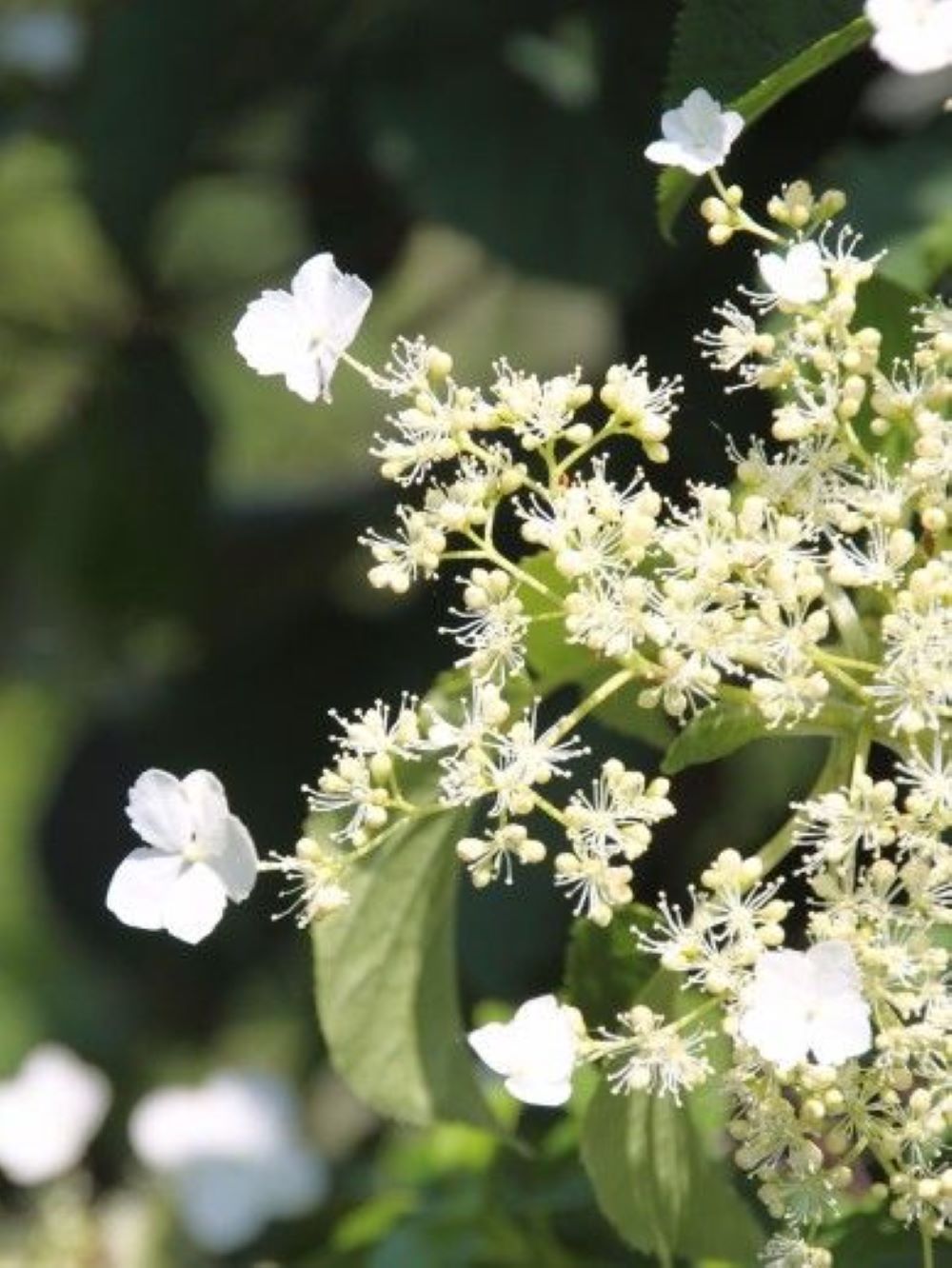 Bahçevilya Sarmaşık Ortanca (Hydrangea petiolaris) Fidanı 1-2 yaş arası saksılı - Bahçevilya