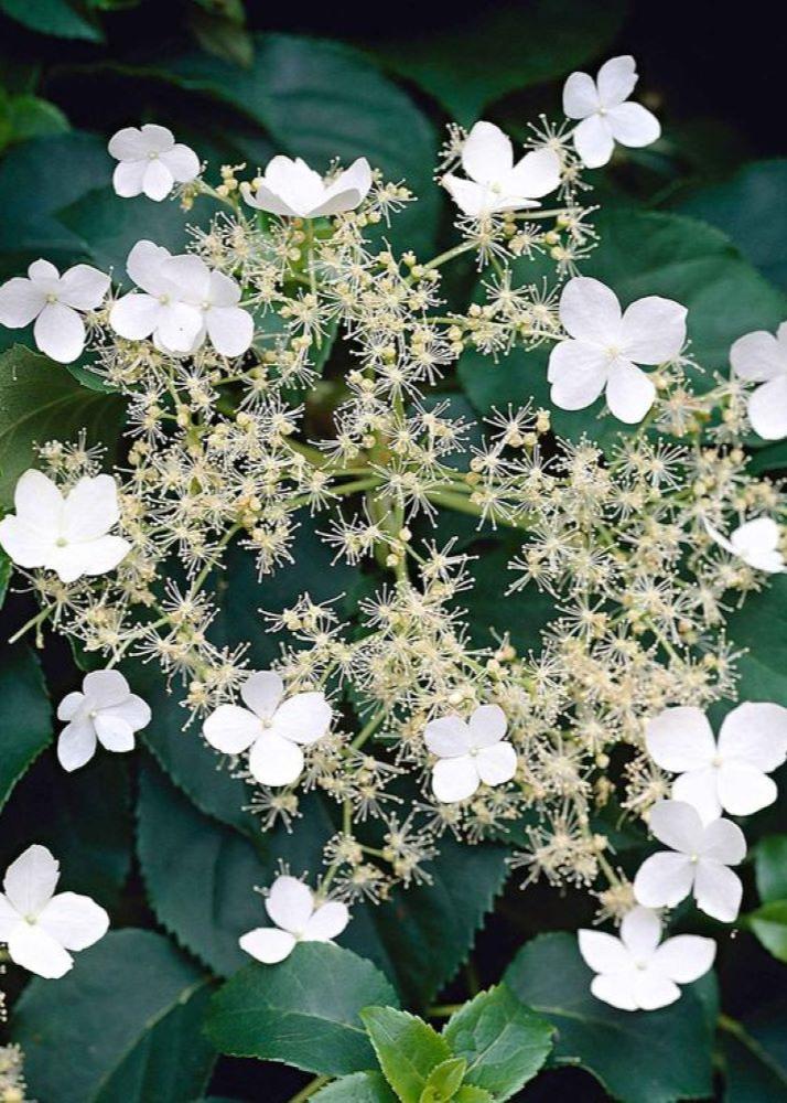 Bahçevilya Sarmaşık Ortanca (Hydrangea petiolaris) Fidanı 1-2 yaş arası saksılı - Bahçevilya