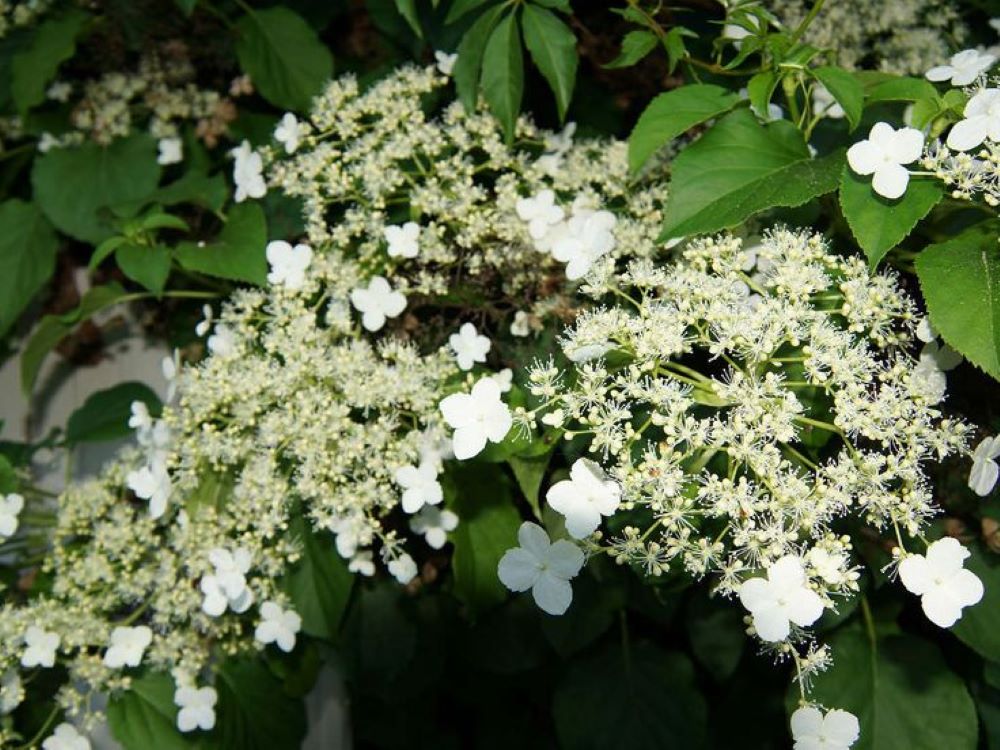 Bahçevilya Sarmaşık Ortanca (Hydrangea petiolaris) Fidanı 1-2 yaş arası saksılı - Bahçevilya